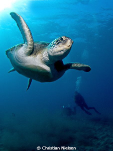 Flying in. Friendly green turtle, my wife and diveguide a... by Christian Nielsen 